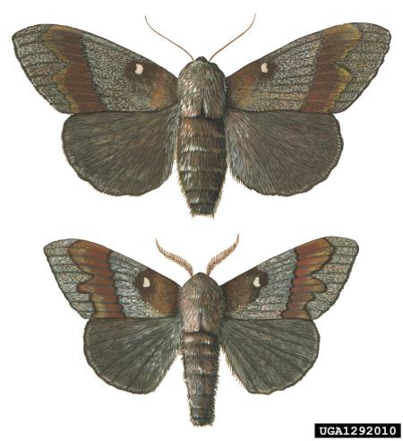 borov veščec (<i>Dendrolimus pini</i>)