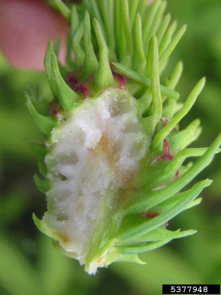 zelena smrekova uš ali zelena smrekova šiškarica (<i>Sacchiphantes viridis</i>) na <i>Picea</i> spp.