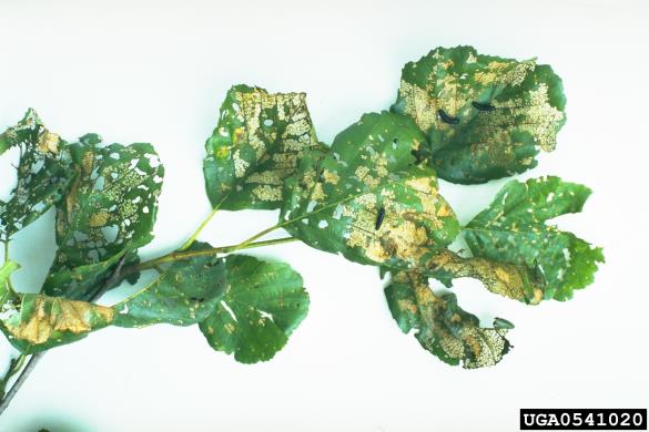 modri jelšev lepenec (<i>Agelastica alni</i>) na <i>Tilia</i> spp.