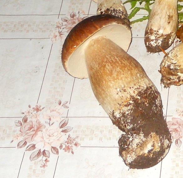 Boletus aestivalis