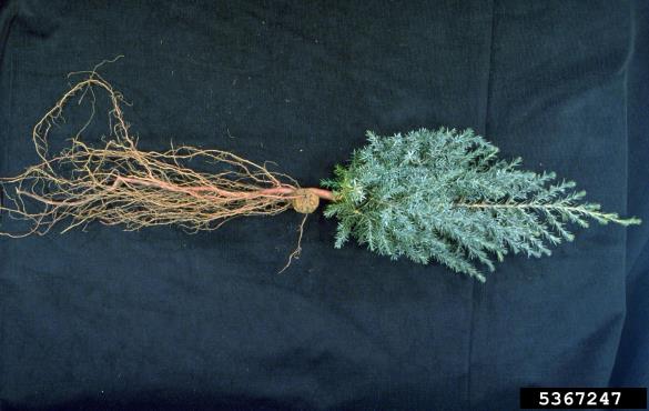 <i>Agrobacterium tumefaciens</i> na <i>Juniperus</i> spp.