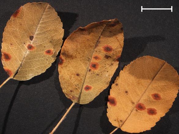Gymnosporangium juniperinum
