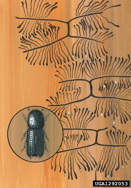 krivozobi jelov lubadar (<i>Pityokteines curvidens</i>)