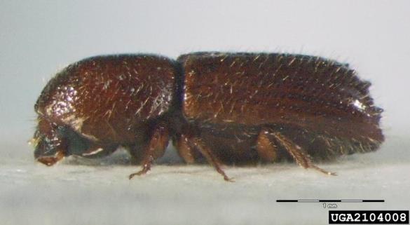 mali črni lesar (<i>Xyleborus monographus</i>)