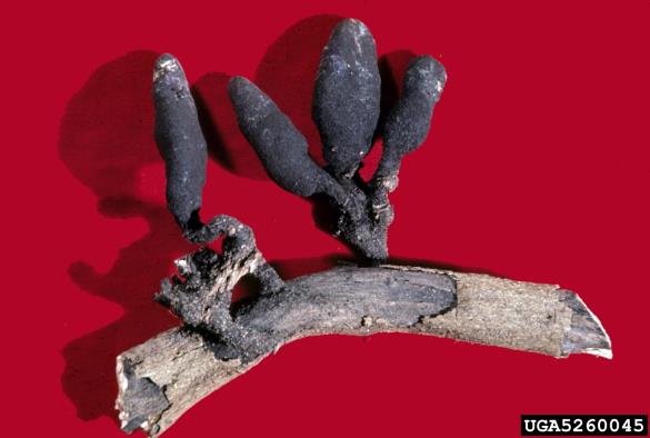 kopučasta lesenjača (<i>Xylaria polymorpha</i>) na <i>Citrus x limon</i>