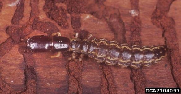 <i>Phaeostigma</i>