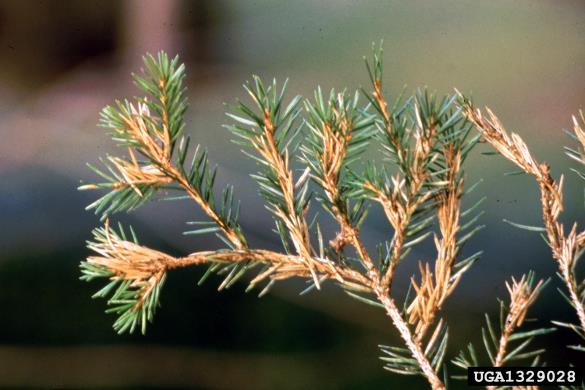 smrekov gnezdni zavijač (<i>Epinotia tedella</i>) na <i>Picea abies</i>