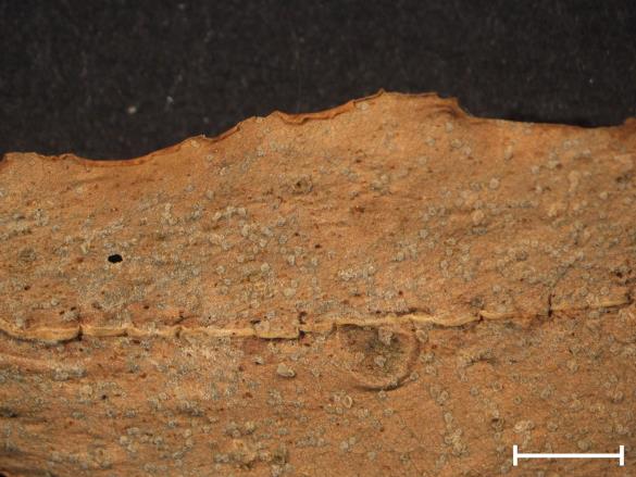 Melampsora euphorbiae 