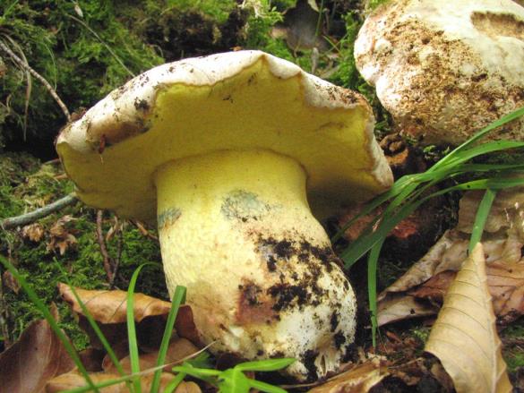 Boletus fechtneri