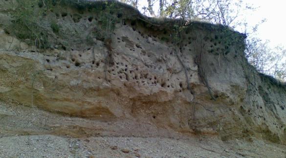 čebelar