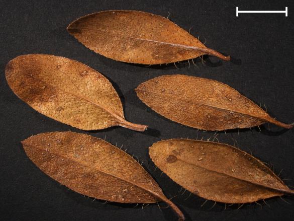 Chrysomyxa rhododendri 