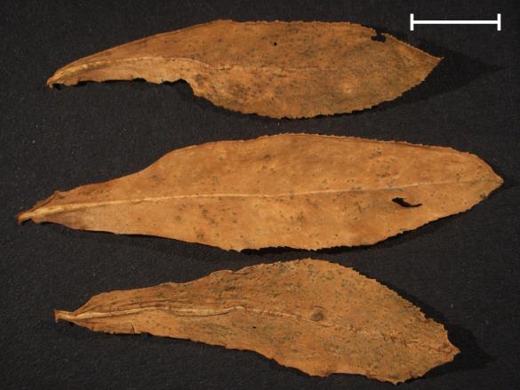 Melampsora euphorbiae 