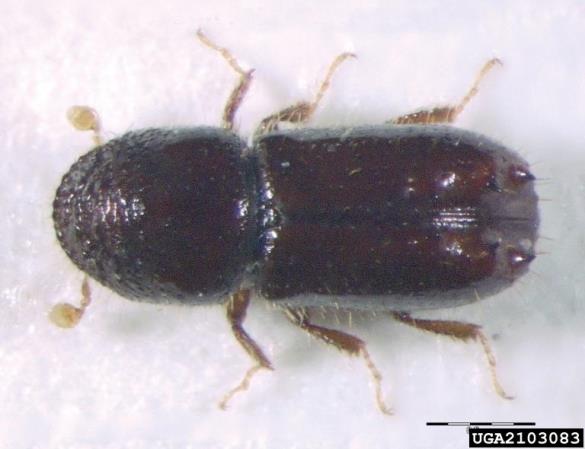 šesterozobi smrekov lubadar ali mali smrekov lubadar (<i>Pityogenes chalcographus</i>)