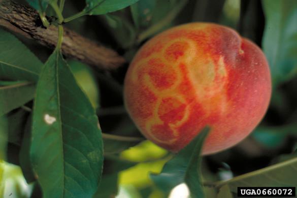 šarka (<i>Potyvirus plum pox virus</i>) na <i>Prunus persica</i>