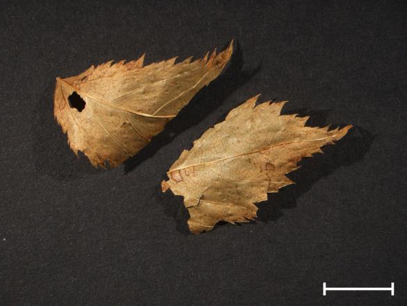 Melampsora ariae