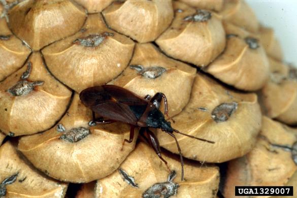 <i>Gastrodes grossipes</i> na <i>Pinus nigra</i>