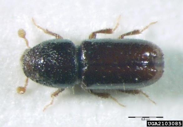 šesterozobi smrekov lubadar ali mali smrekov lubadar (<i>Pityogenes chalcographus</i>)