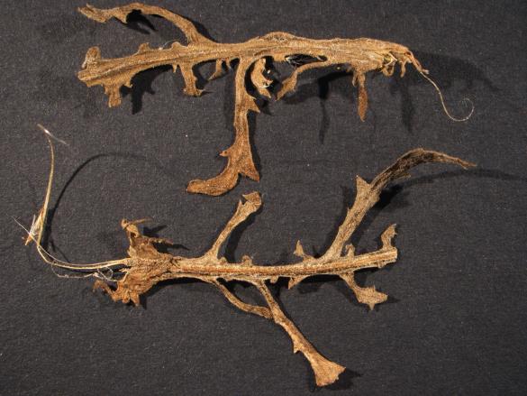 Coleosporium senecionis