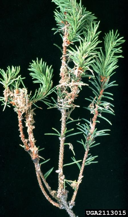 <i>Cephalcia arvensis</i> na <i>Picea abies</i>