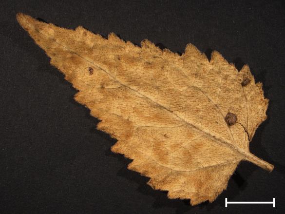 Coleosporium campanulae