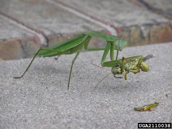 bogomolka (<i>Mantis religiosa</i>)