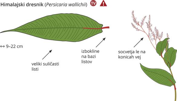 <i>Koenigia polystachya</i>