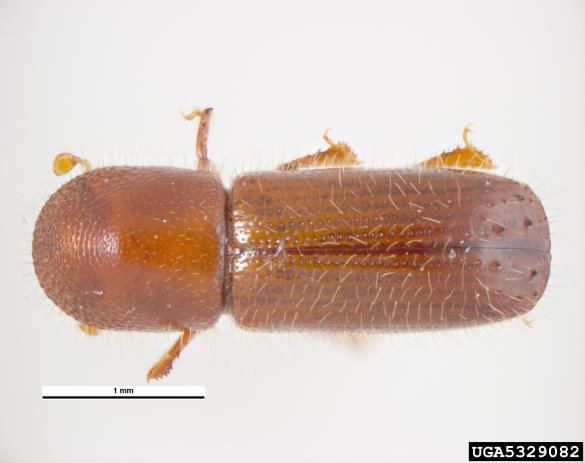 mali črni lesar (<i>Xyleborus monographus</i>)