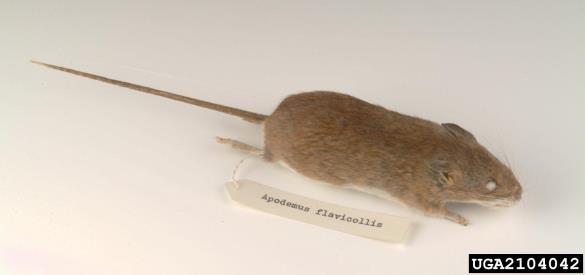 rumenogrla miš (<i>Apodemus flavicollis</i>)