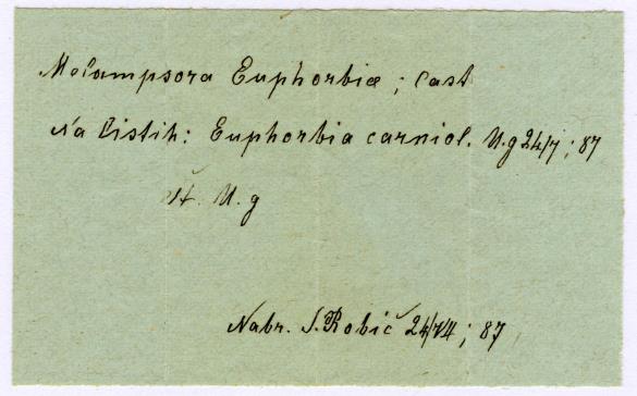 Melampsora euphorbiae 