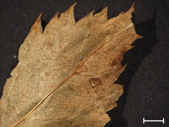 Melampsora ariae