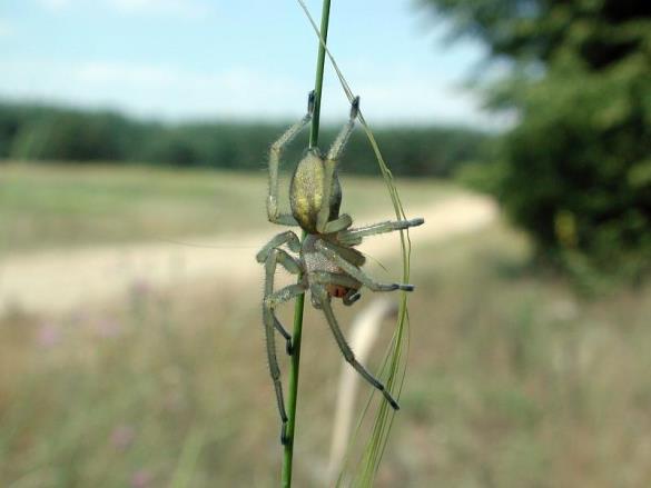 Cheiracanthium punctorium