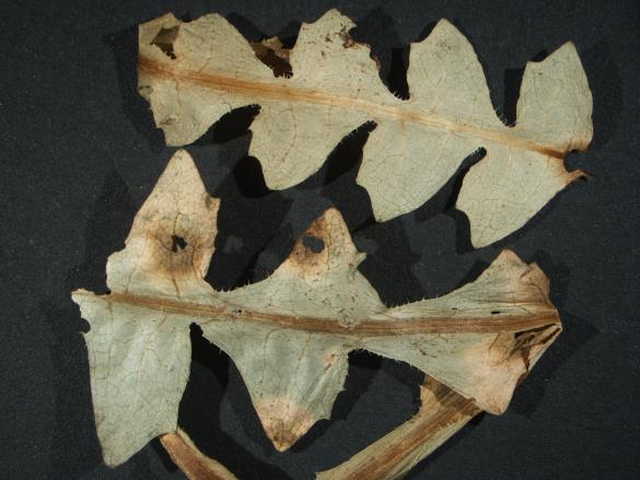 Aecidium compositarum 