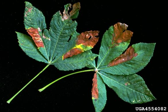 listna sušica divjega kostanja (<i>Guignardia aesculi</i>) na <i>Aesculus</i> spp.