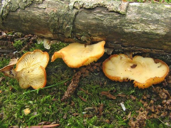 Lentinus suavissimus