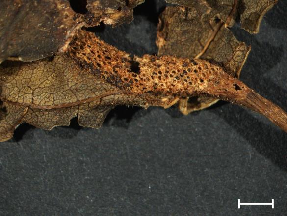 Aecidium rhamni