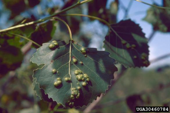 zlata bulavost topolovega listja (<i>Taphrina populina</i>) na <i>Populus deltoides</i>