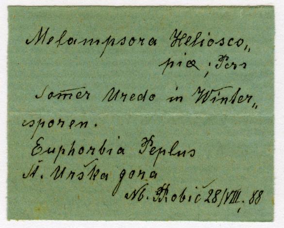 Melampsora euphorbiae-dulcis