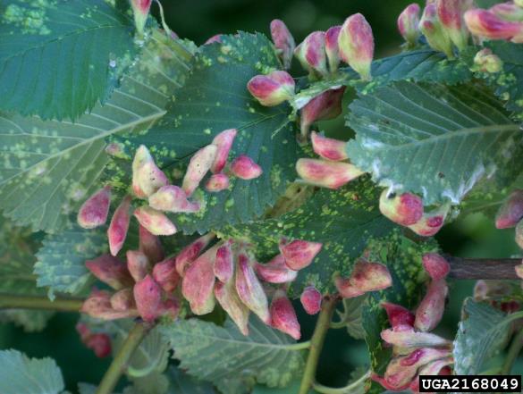brestova šiškarica (<i>Byrsocrypta ulmi</i>) na <i>Ulmus procera</i>