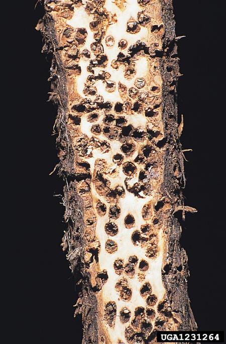 vrbova lubna hržica (<i>Helicomyia saliciperda</i>)
