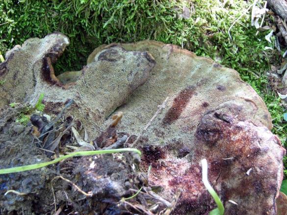 Phaeolus schweinitzii
