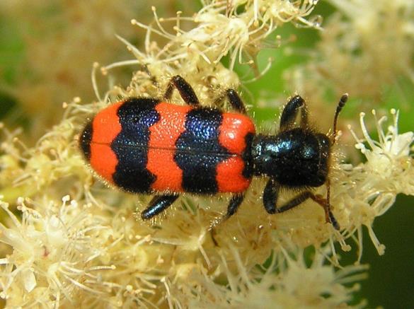 Trichodes apiarius