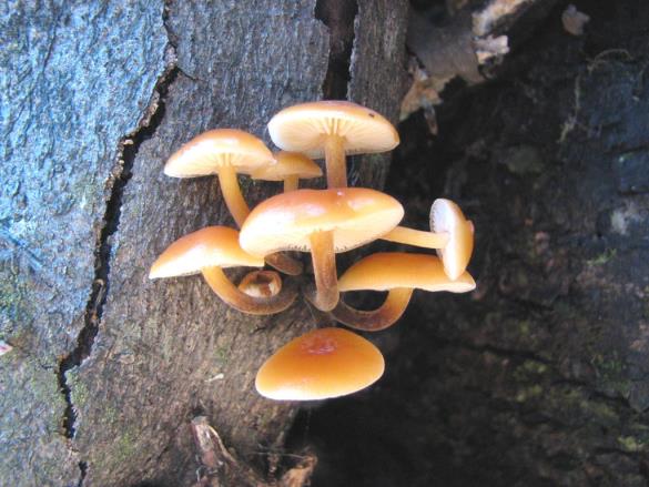 Flammulina velutipes