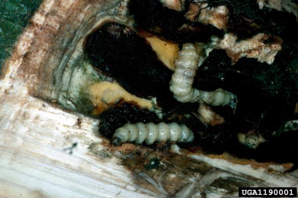 veliki topolov steklokrilec (<i>Aegeria apiformis</i>) na <i>Populus</i> spp.
