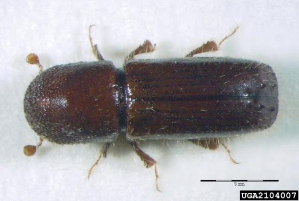 mali črni lesar (<i>Xyleborus monographus</i>)