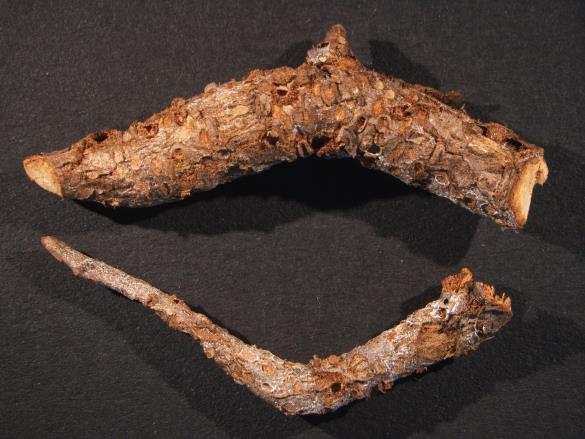 Gymnosporangium sp.