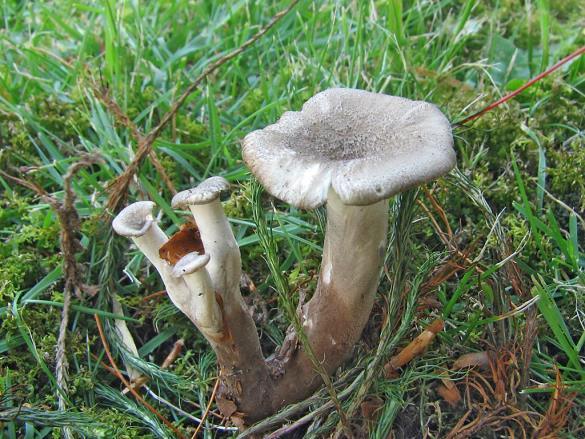 Polyporus melanopus