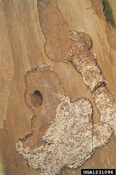 smrekov kozliček (<i>Tetropium castaneum</i>)