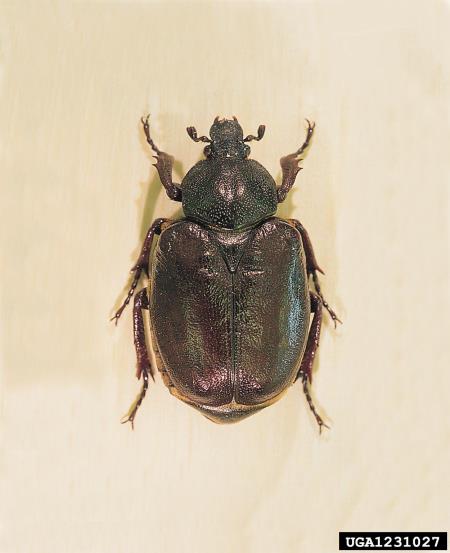<i>Osmoderma eremita</i>