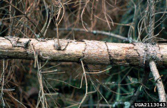 navadna veverica (<i>Sciurus vulgaris</i>) na <i>Picea abies</i>