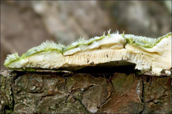 Trametes hirsuta